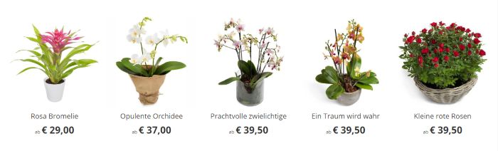 Günstige Hauspflanzen bei Euroflorist