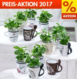 Baldur Garten Preis Aktion